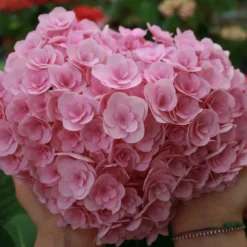 Hydrangea Macrophylla Love ('Youme H1917') (PBR) 8 Hydrangea Macrophylla Love ('Youme H1917') (PBR) -Cheap Tree Sprigs Store pl2000045449 card2 lg