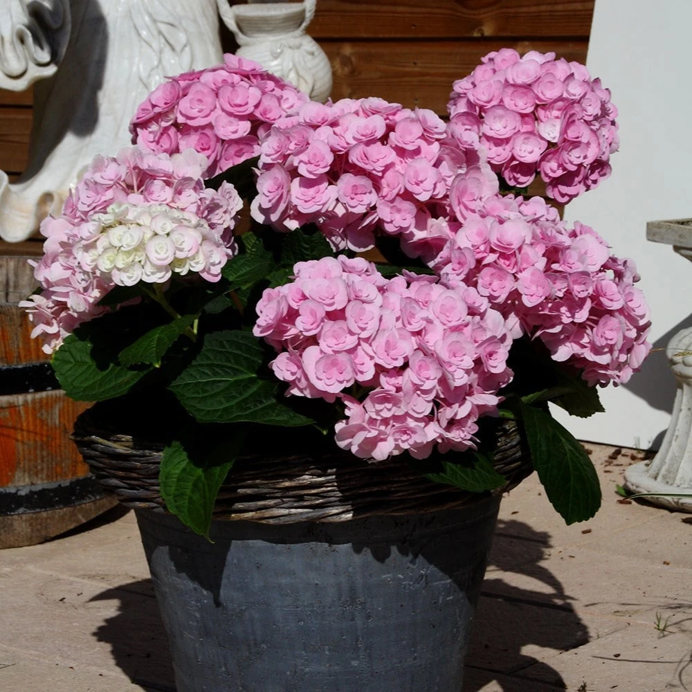 Hydrangea Macrophylla Love ('Youme H1917') (PBR) 5 Hydrangea Macrophylla Love ('Youme H1917') (PBR) - Image 3