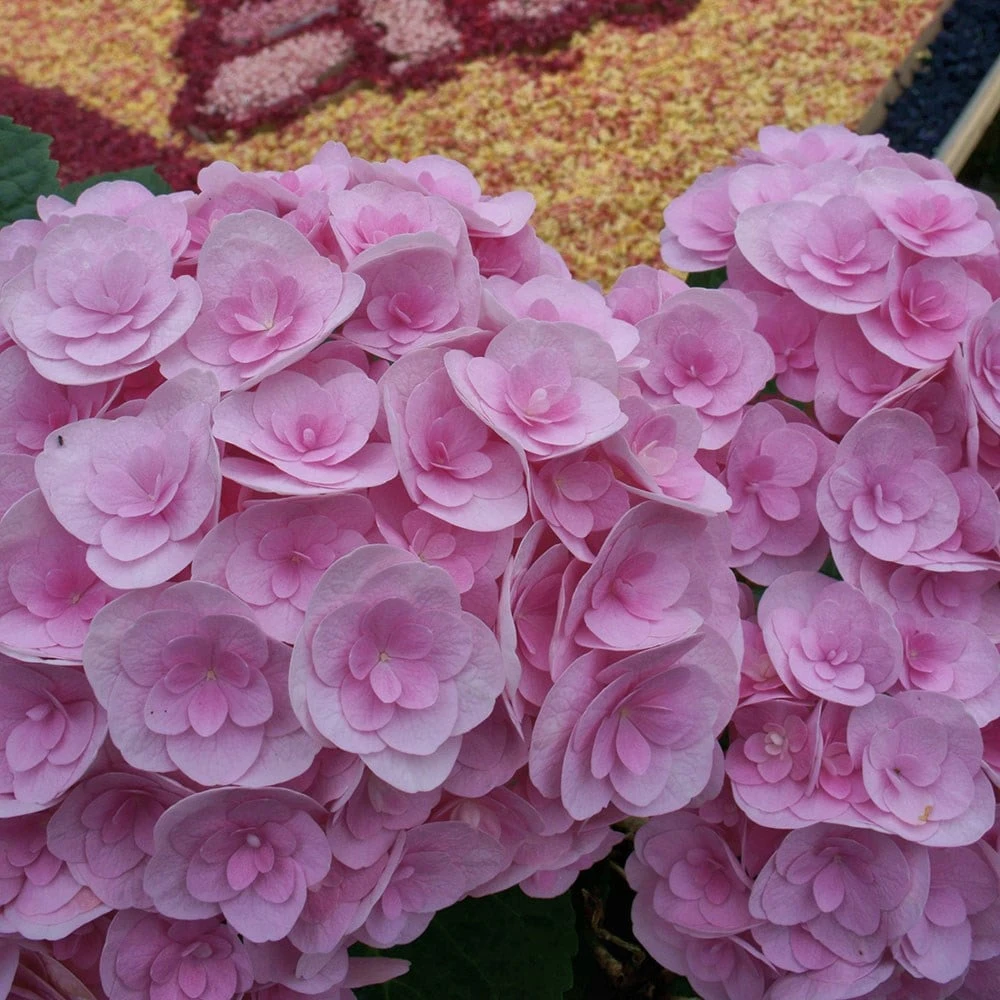 Hydrangea Macrophylla Love ('Youme H1917') (PBR) 6 Hydrangea Macrophylla Love ('Youme H1917') (PBR) - Image 4