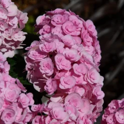 Hydrangea Macrophylla Love ('Youme H1917') (PBR) 11 Hydrangea Macrophylla Love ('Youme H1917') (PBR) -Cheap Tree Sprigs Store pl2000045449 card5 lg