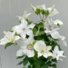 Clematis 'Guernsey Flute' 1 Clematis 'Guernsey Flute' -Cheap Tree Sprigs Store pl2000046367