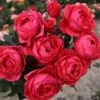Rosa Gartenprinzessin Marie-José ('Korgehaque') (PBR) -Cheap Tree Sprigs Store pl2000046620