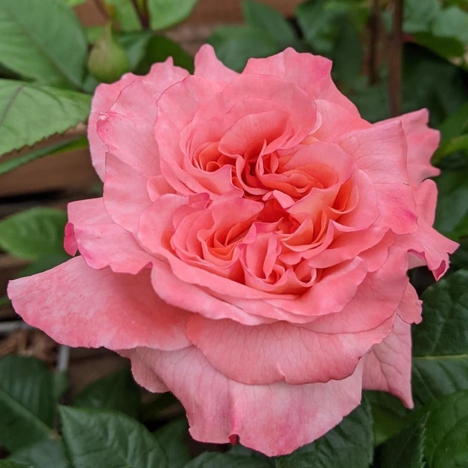 Rosa Rachel ('Tangust') (PBR) 3 Rosa Rachel ('Tangust') (PBR)