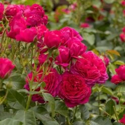 Cheap Tree Sprigs Store -Cheap Tree Sprigs Store pl2000046625 card2 lg