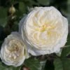 Rosa Sweet Child Of Mine 2 Rosa Sweet Child Of Mine -Cheap Tree Sprigs Store pl2000046629