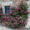 Rosa 'Pink Cloud' -Cheap Tree Sprigs Store pl2000046632
