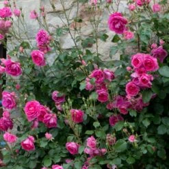 Rosa 'Pink Cloud' -Cheap Tree Sprigs Store pl2000046632 card2 lg