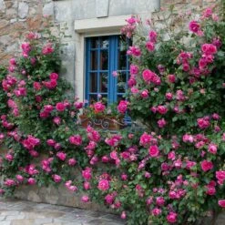 Rosa 'Pink Cloud' -Cheap Tree Sprigs Store pl2000046632 card3 lg