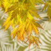 Acer 'Orange Lace' (PBR) 2 Acer 'Orange Lace' (PBR) -Cheap Tree Sprigs Store pl2000046651