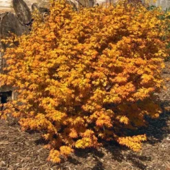 Acer 'Orange Lace' (PBR) 5 Acer 'Orange Lace' (PBR) -Cheap Tree Sprigs Store pl2000046651 card2 lg
