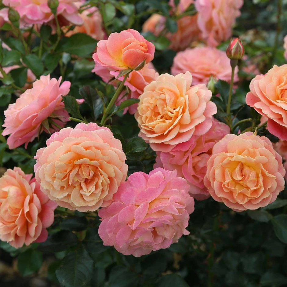 Rose Of The Year 2023Rosa Peach Melba 3 Rose Of The Year 2023Rosa Peach Melba