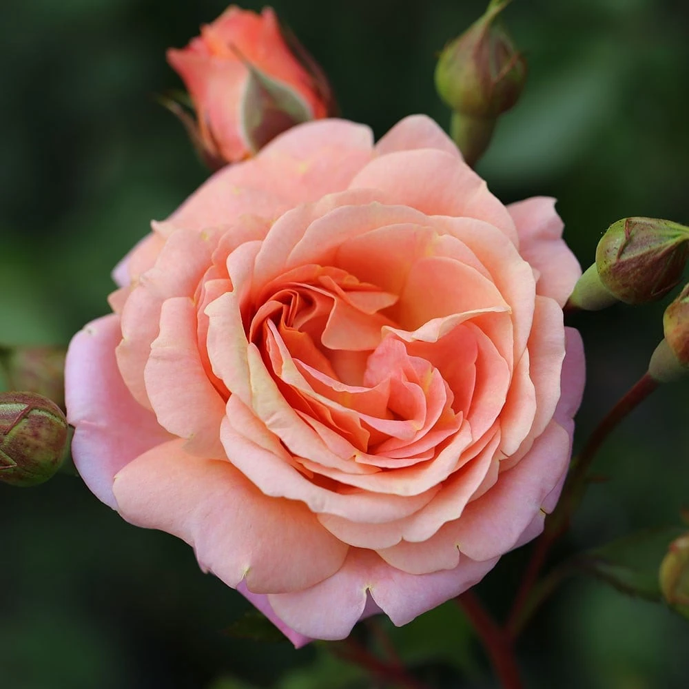 Rose Of The Year 2023Rosa Peach Melba 4 Rose Of The Year 2023Rosa Peach Melba - Image 2