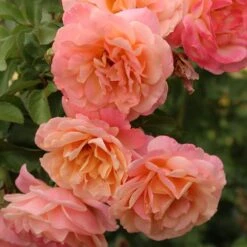 Rose Of The Year 2023Rosa Peach Melba 8 Rose Of The Year 2023Rosa Peach Melba -Cheap Tree Sprigs Store pl2000046733 card3 lg