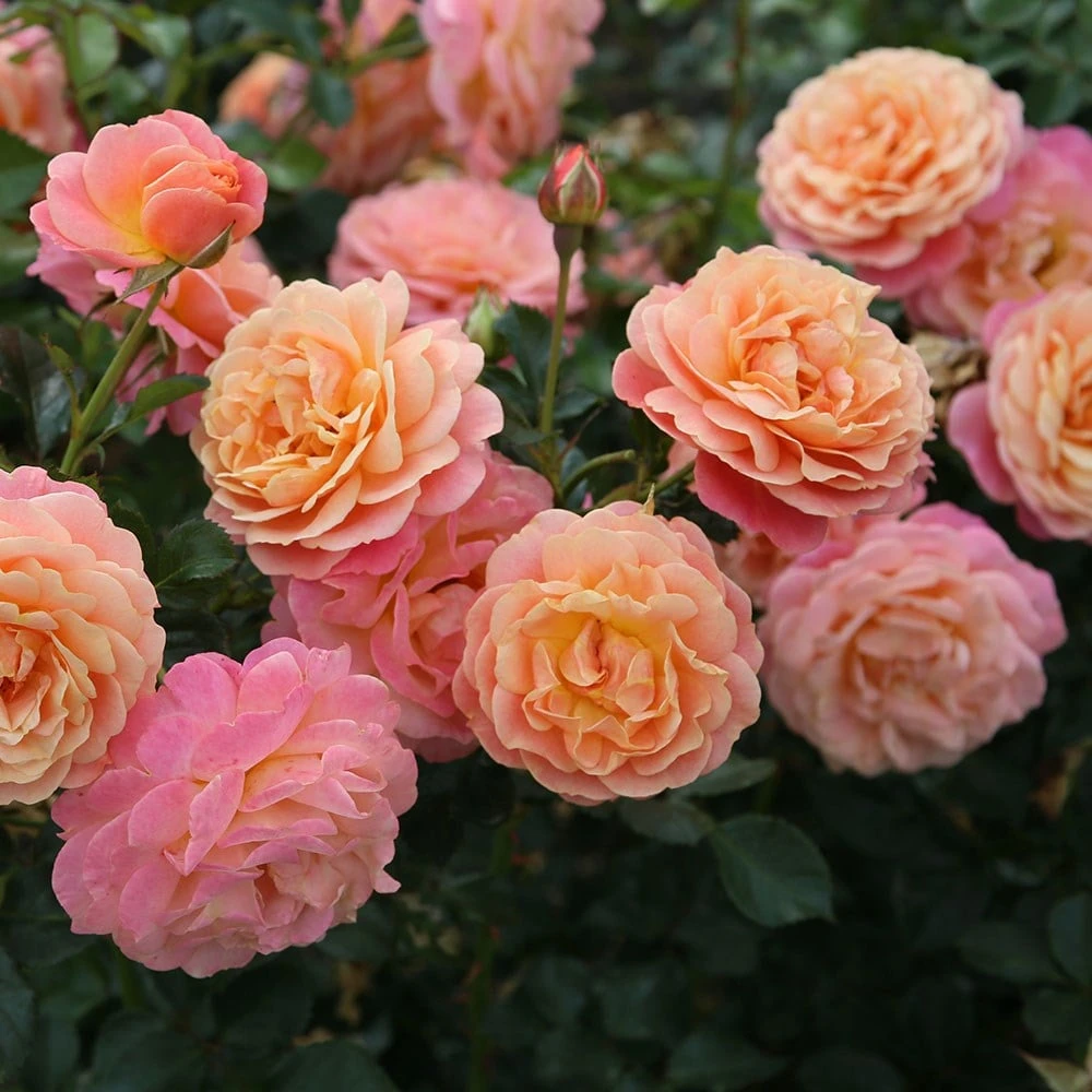 Rose Of The Year 2023Rosa Peach Melba 6 Rose Of The Year 2023Rosa Peach Melba - Image 4