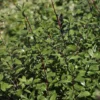 Pittosporum Tenuifolium 2 Pittosporum Tenuifolium -Cheap Tree Sprigs Store pl2000046875