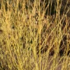 Cornus Sericea 'Budd's Yellow' 1 Cornus Sericea 'Budd's Yellow' -Cheap Tree Sprigs Store pl2000046879