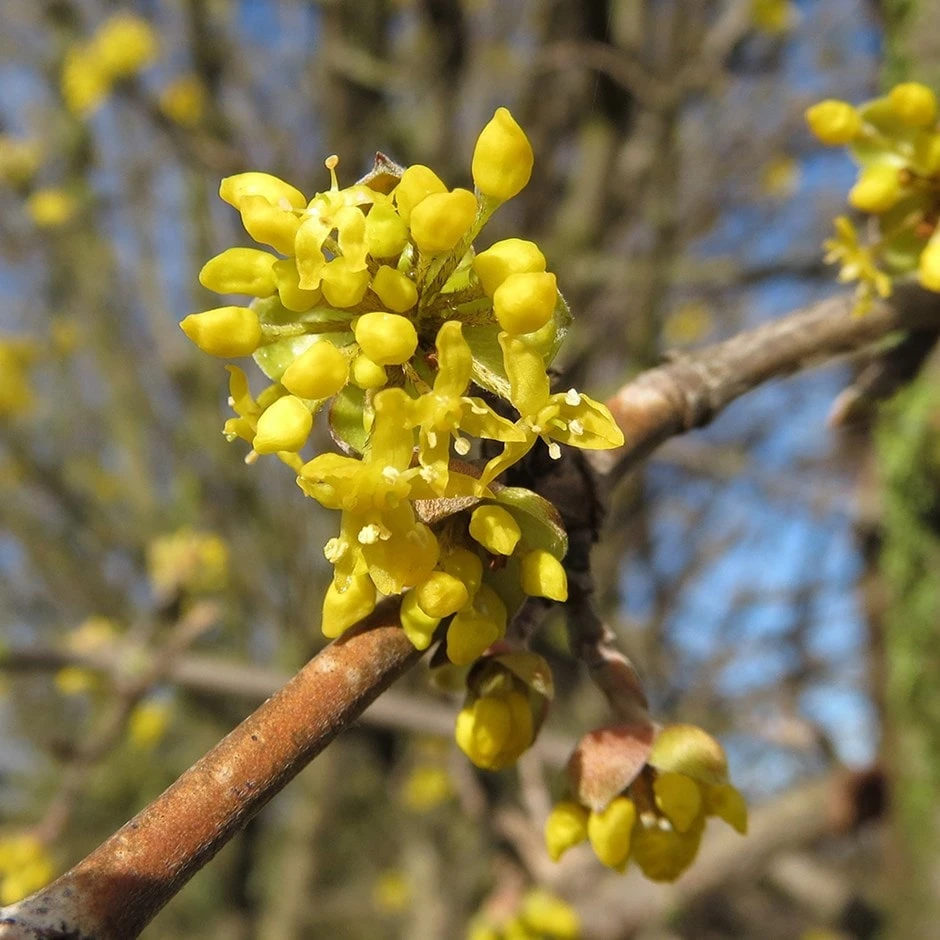 Cornus Mas 3 Cornus Mas