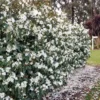 Magnolia Fairy Magnolia White - Magnolia Hedging 1 Magnolia Fairy Magnolia White - Magnolia Hedging -Cheap Tree Sprigs Store pl2000047122