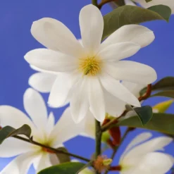 Magnolia Fairy Magnolia White - Magnolia Hedging 5 Magnolia Fairy Magnolia White - Magnolia Hedging -Cheap Tree Sprigs Store pl2000047122 card2 lg
