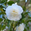 Camellia 'Snow Flurry' 2 Camellia 'Snow Flurry' -Cheap Tree Sprigs Store pl2000047813