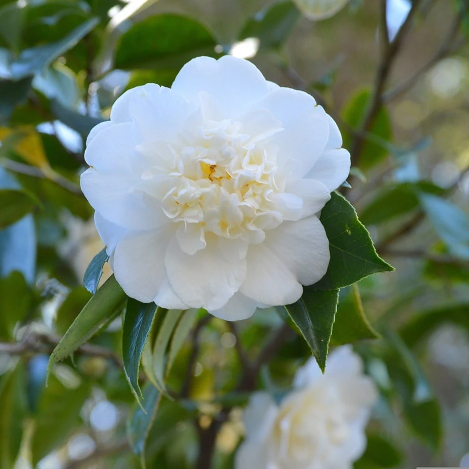 Camellia 'Snow Flurry' 3 Camellia 'Snow Flurry'