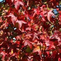Liquidambar Styraciflua 'Lane Roberts'