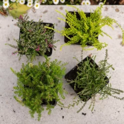 Heather Collection (4 Mixed Heathers) 7 Heather Collection (4 Mixed Heathers) -Cheap Tree Sprigs Store pl2000048439 card2 lg