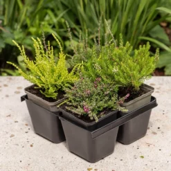 Heather Collection (4 Mixed Heathers) 8 Heather Collection (4 Mixed Heathers) -Cheap Tree Sprigs Store pl2000048439 card3 lg