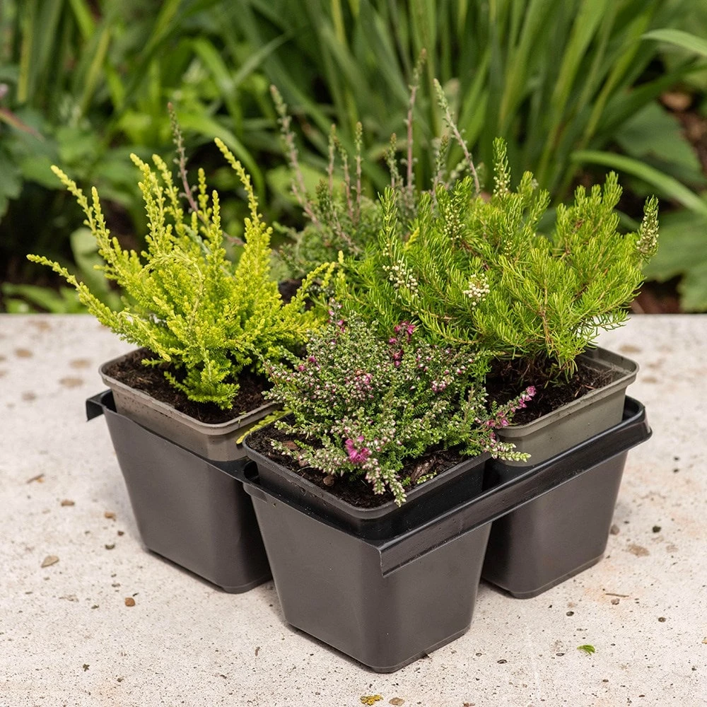 Heather Collection (4 Mixed Heathers) 5 Heather Collection (4 Mixed Heathers) - Image 3