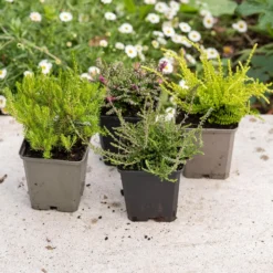 Heather Collection (4 Mixed Heathers) 9 Heather Collection (4 Mixed Heathers) -Cheap Tree Sprigs Store pl2000048439 card4 lg