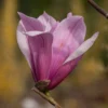 Magnolia 'Spectrum' 1 Magnolia 'Spectrum' -Cheap Tree Sprigs Store pl2000048973