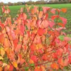 Cornus Sanguinea 2 Cornus Sanguinea -Cheap Tree Sprigs Store pl2000049014