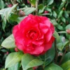Camellia × Williamsii 'Les Jury' -Cheap Tree Sprigs Store pl2000049102