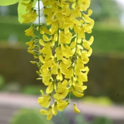 Laburnum × Watereri 'Vossii'